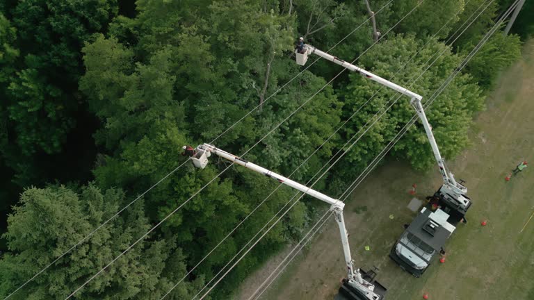 How Our Tree Care Process Works  in Clayton, CA